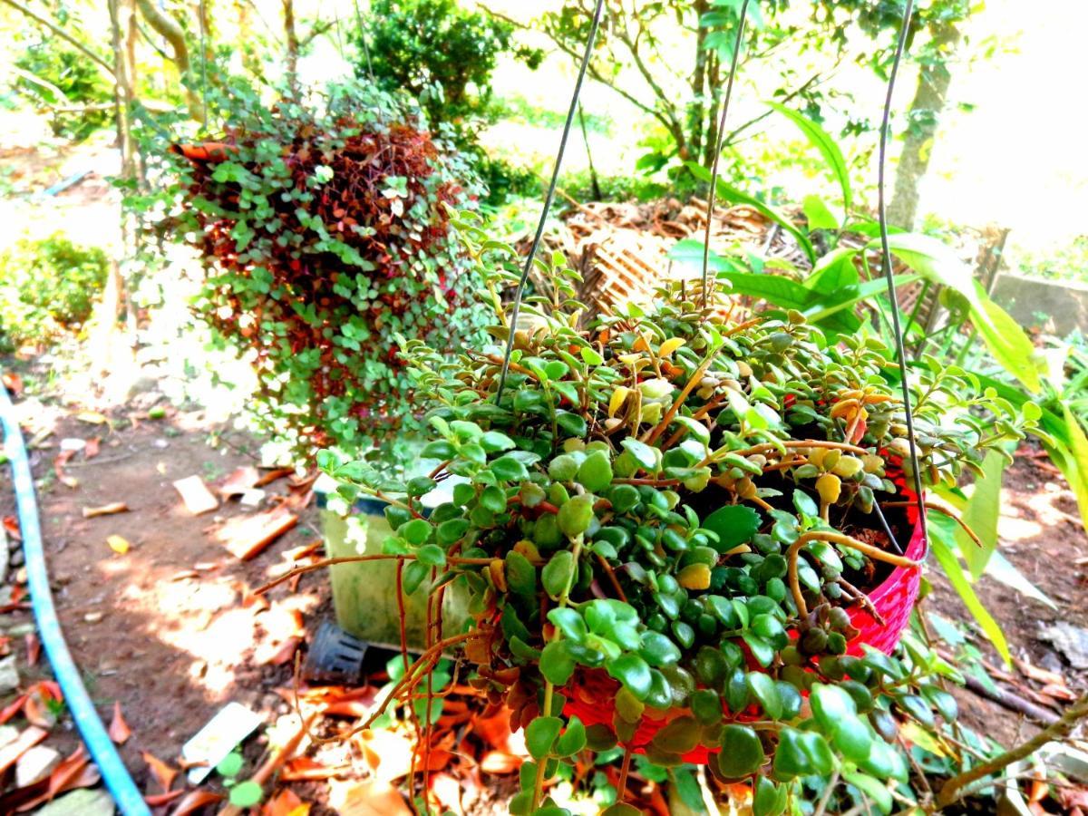 Villa Coco Happy Farm Ben Tre Esterno foto